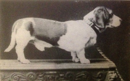 http://www.bhcsc.com/basset-info/images/Basset-Hound-History-From-1866-to-1900/Photo%20of%20Model%20circa%201879.jpg